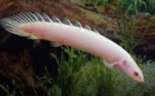 Albino Senegal Bichir (Polypterus senegalus)