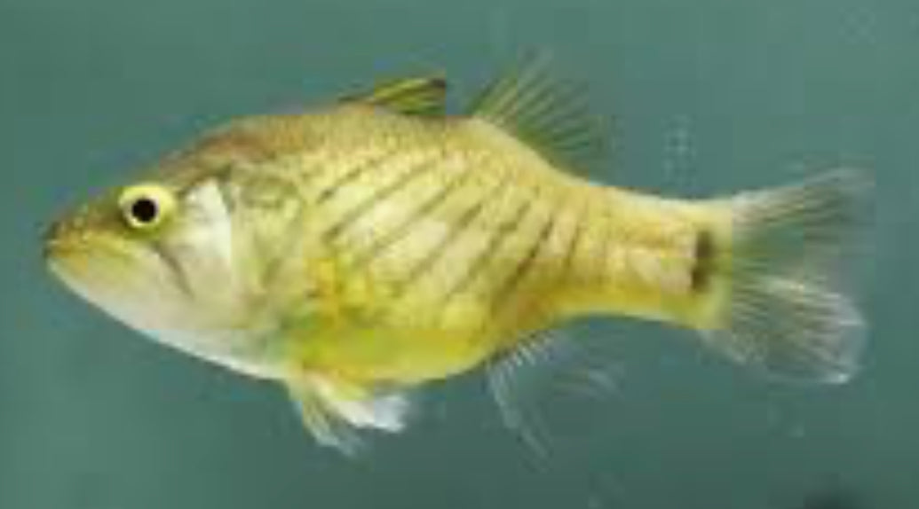 Striped Cardinal Fish (5”)