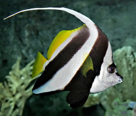 Pennant Heniochus-MDL
