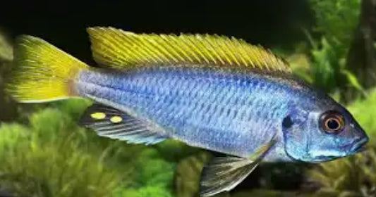 ACCI CICHLID
