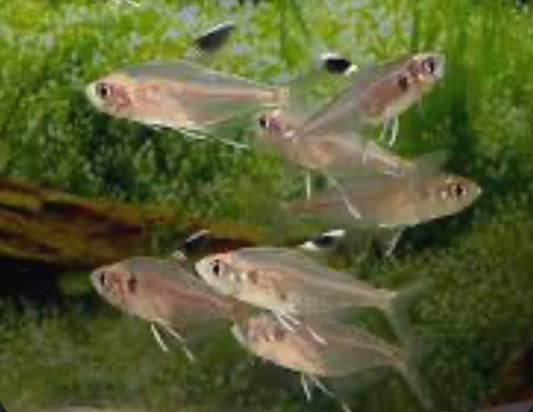 Copeland Tetra