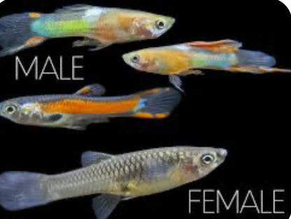 ASSORTED ENDLER