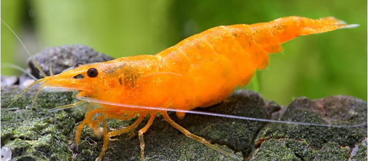 Orange Amano Shrimp