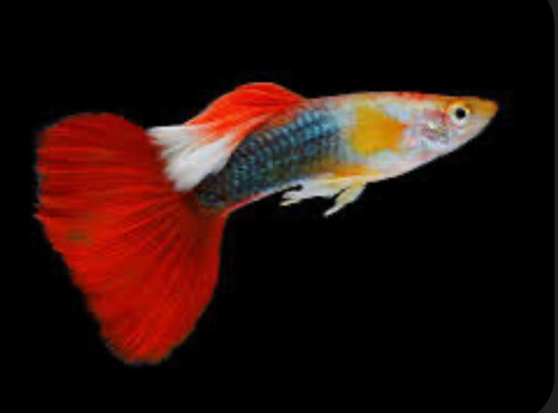 Pick Your Guppy