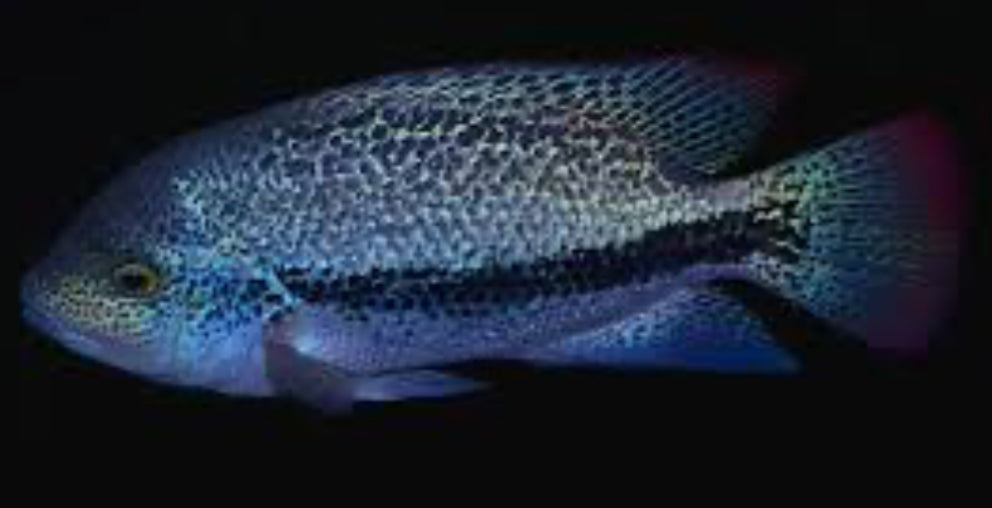 Vieja zonata (Vieja Zonatus) 1”-2”
