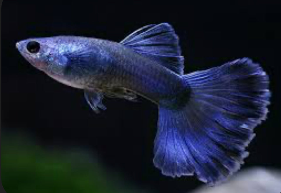 Pick Your Guppy