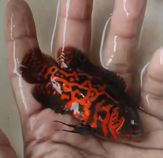 Oscar Copper Leopard (Astronotus ocellatus)