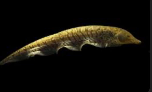 Ossa / Trumpet Knifefish (Rhamphichthys rostratus) 12"