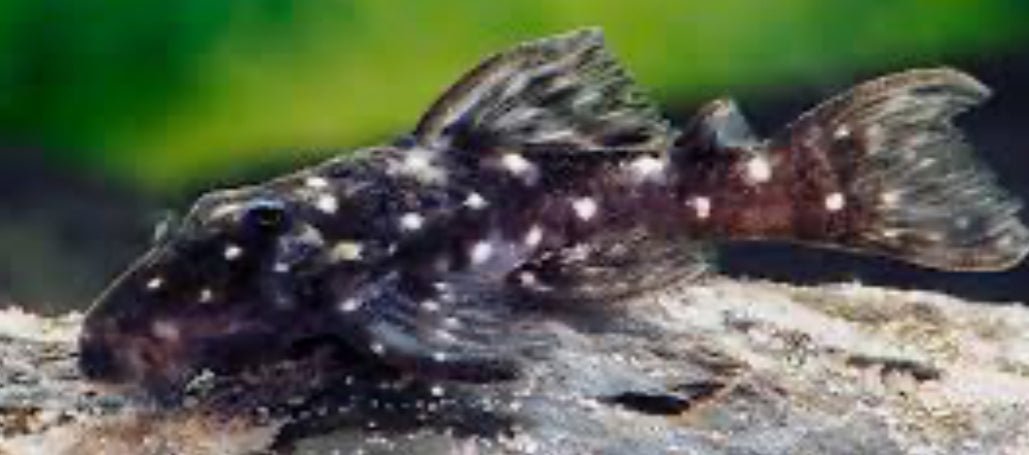 L280 Pleco (HYPANCISTRUS VANDRAGTI) 1.5"-2"