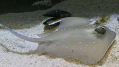 Blue Dot Diamond Stingray