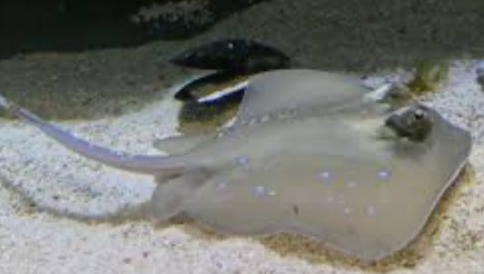 Blue Dot Diamond Stingray