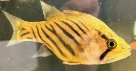 Striped Cardinal Fish (5”)