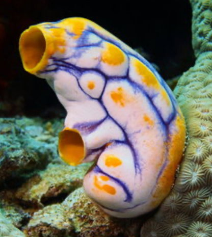 Royal Sea Tunicate-MDL