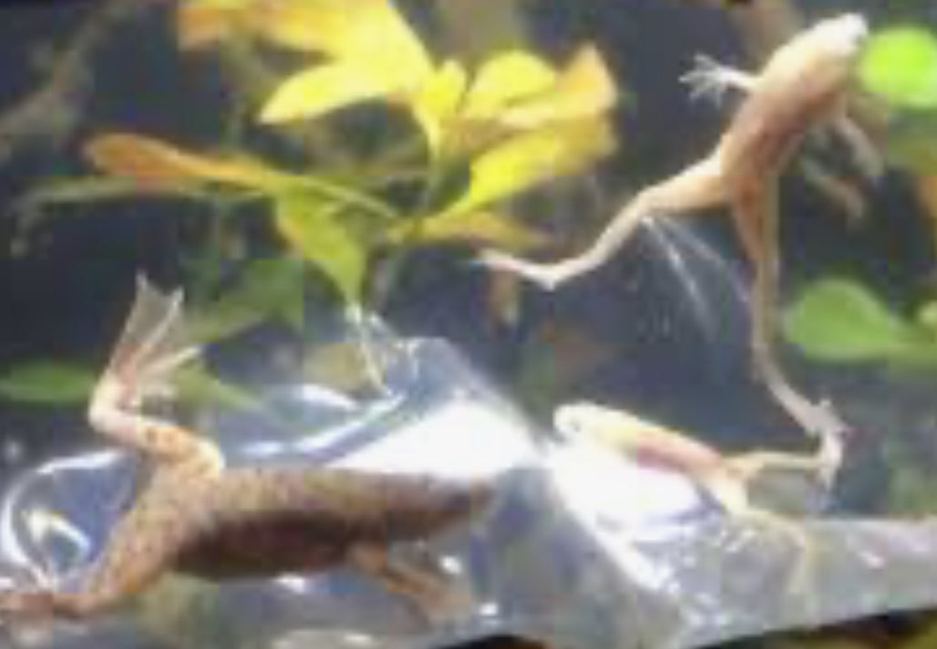 Blond Dwarf Frog