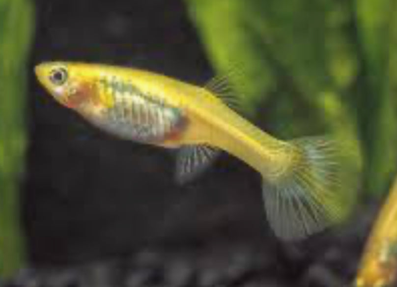 Pick Your Guppy