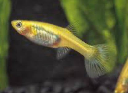 Pick Your Guppy