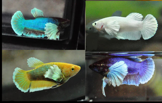 Dumbo Ear Female Betta