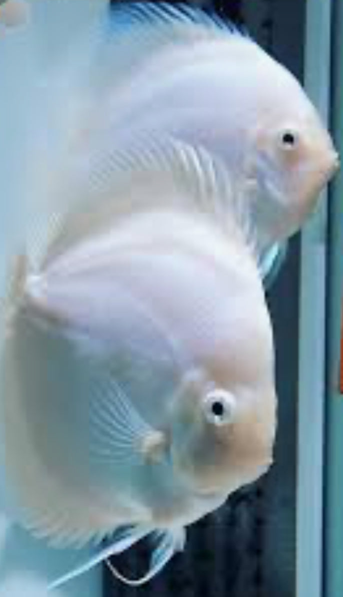 Snow White Discus 4"+