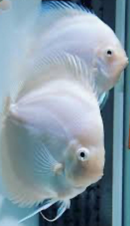 Snow White Discus 4"+