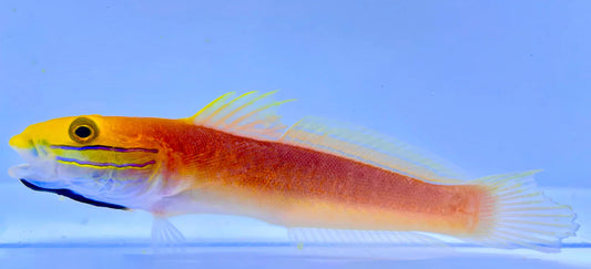 Bella Rose Sleeper Goby-MD