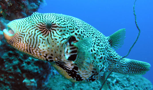 Mappa Puffer