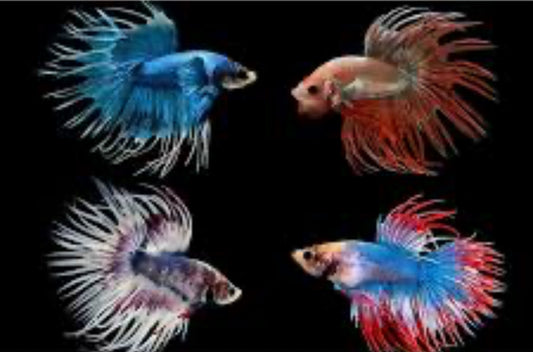 Crowntail Male Betta