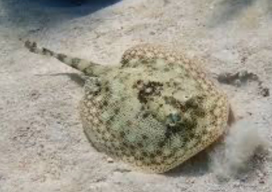 Atlantic Yellow DOT Stingray