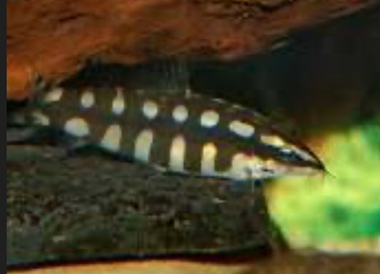 Dwarf Chain Loach / Sidthimunki Botia (Ambastia sidthimunki)
