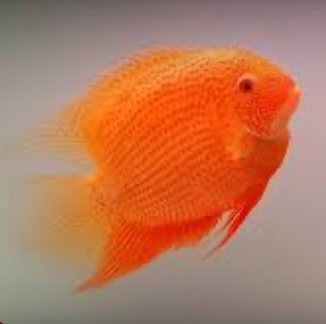 RED SEVERUM