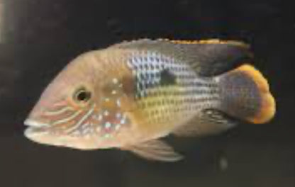 Gold Saum Green Terror (Andinoacara rivulatus ‘gold saum’)