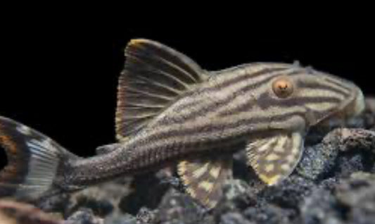 L190 Royal Pleco (Panaque Nigrolineatus)