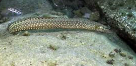 Mastacembelus cf. moorii Eel