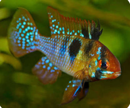 German Blue RAM