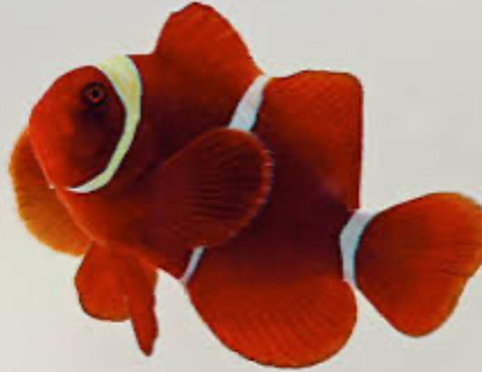 gold stripe maroon clownfish SM