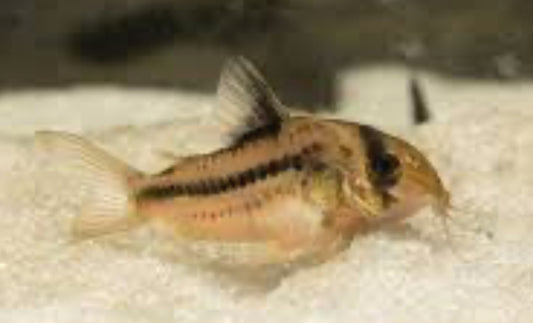 Corydora Decker