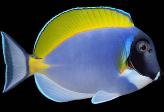 Powder Blue Tang