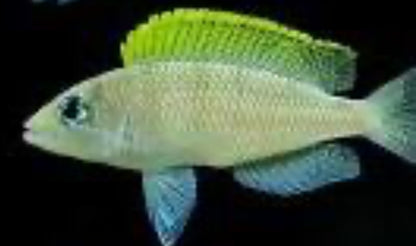 Neolamprologus caudopunctatus