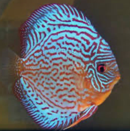 Wild Blue Royal Discus (Symphysodon aequifasciatus)