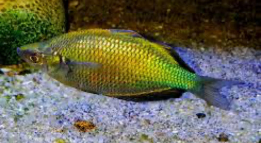 Emerald Rainbow
