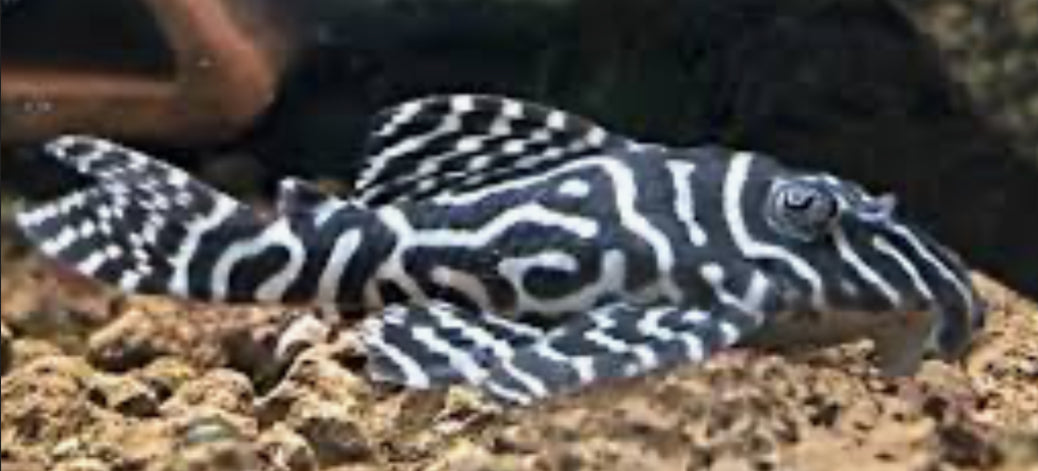 PLECO-L333 (KING TIGER)