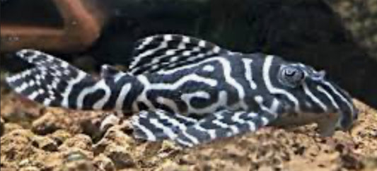 PLECO-L333 (KING TIGER)