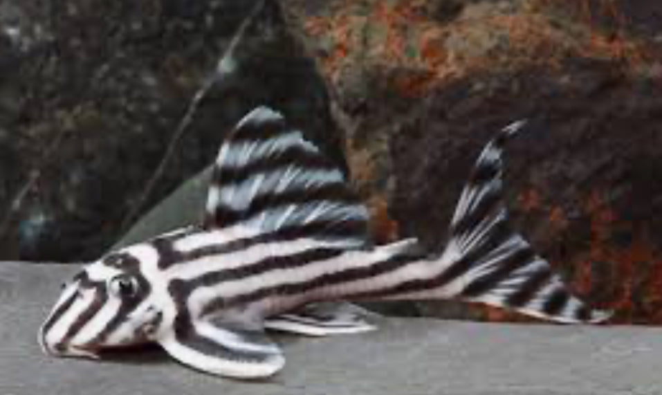 PLECO-L46 (ZEBRA) 1.5"-1.75"