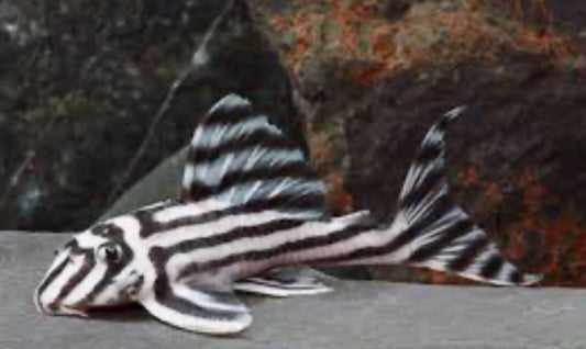PLECO-L46 (ZEBRA) 1.5"-1.75"