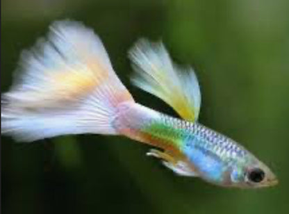 Pick Your Guppy