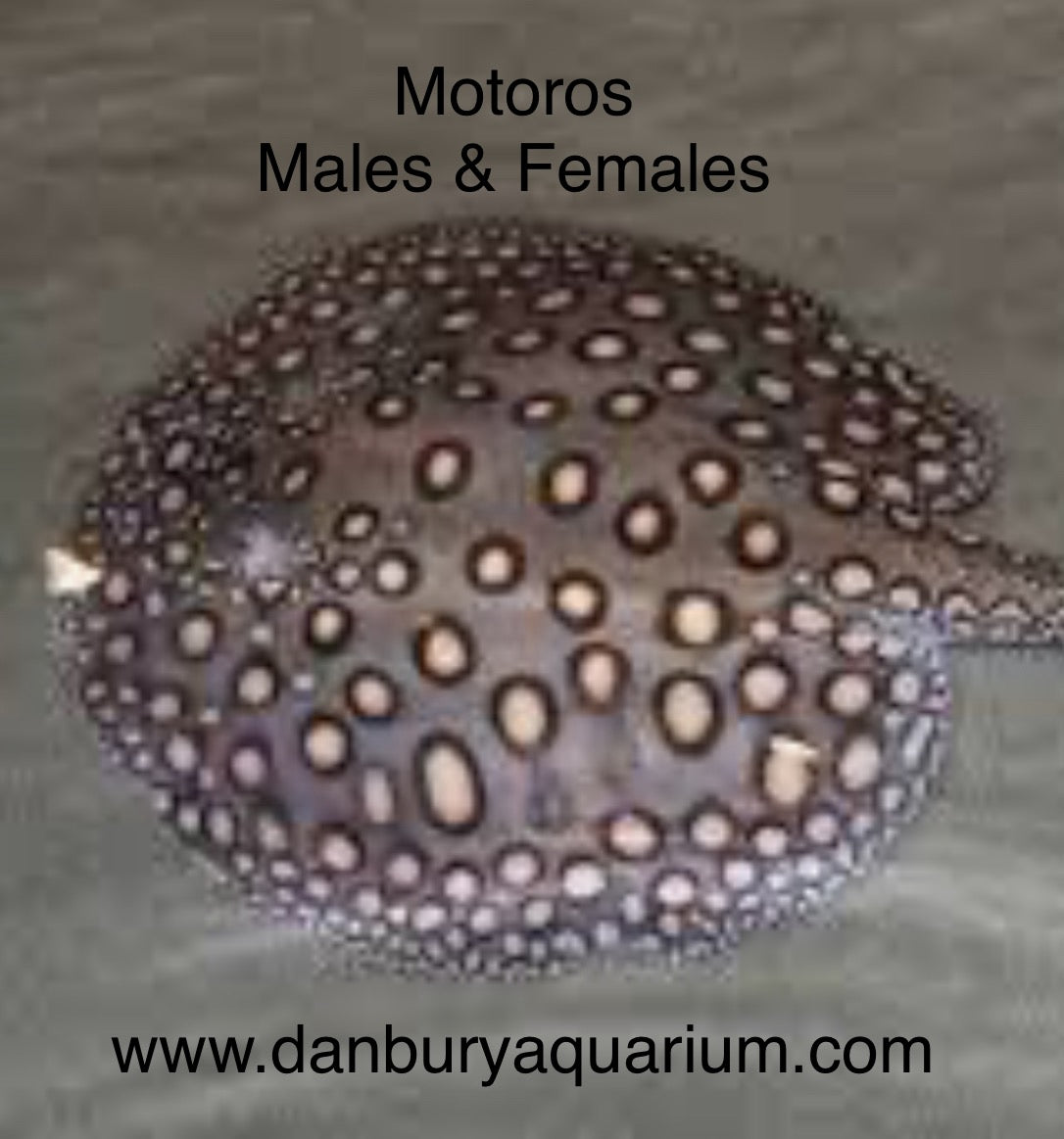 Motoro Stingray (Peru)