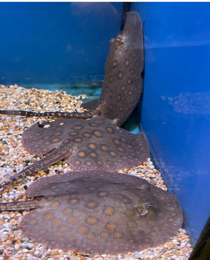 Motoro Stingray (Peru)