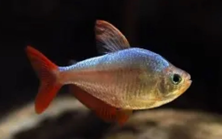Colombian Tetra