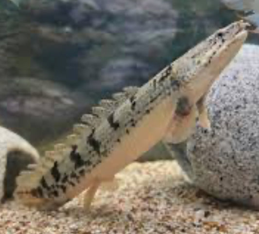 Delhezi Bichir (Polypterus delhezi)
