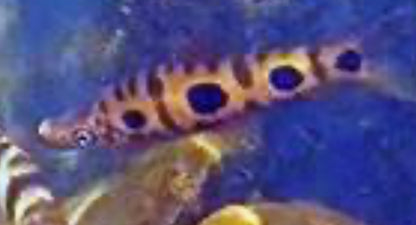 Petulanos spiloclistron (Anostomidae (Headstanders)