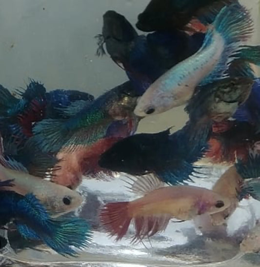 Crowntail Female Betta